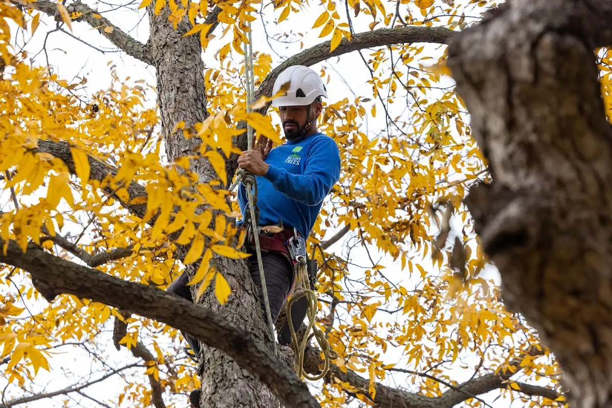 Skilled Tree Pruning crew working in Delaware City